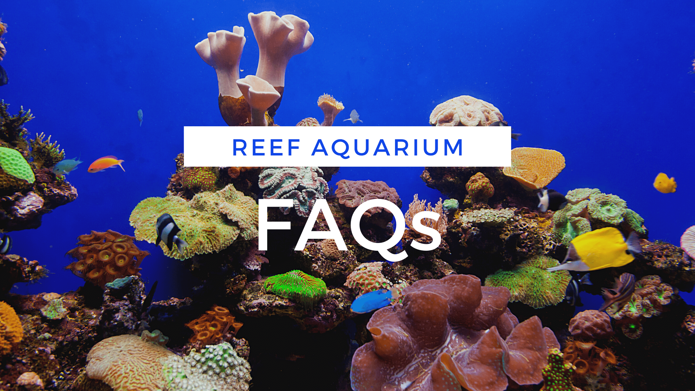 reef aquarium faqs