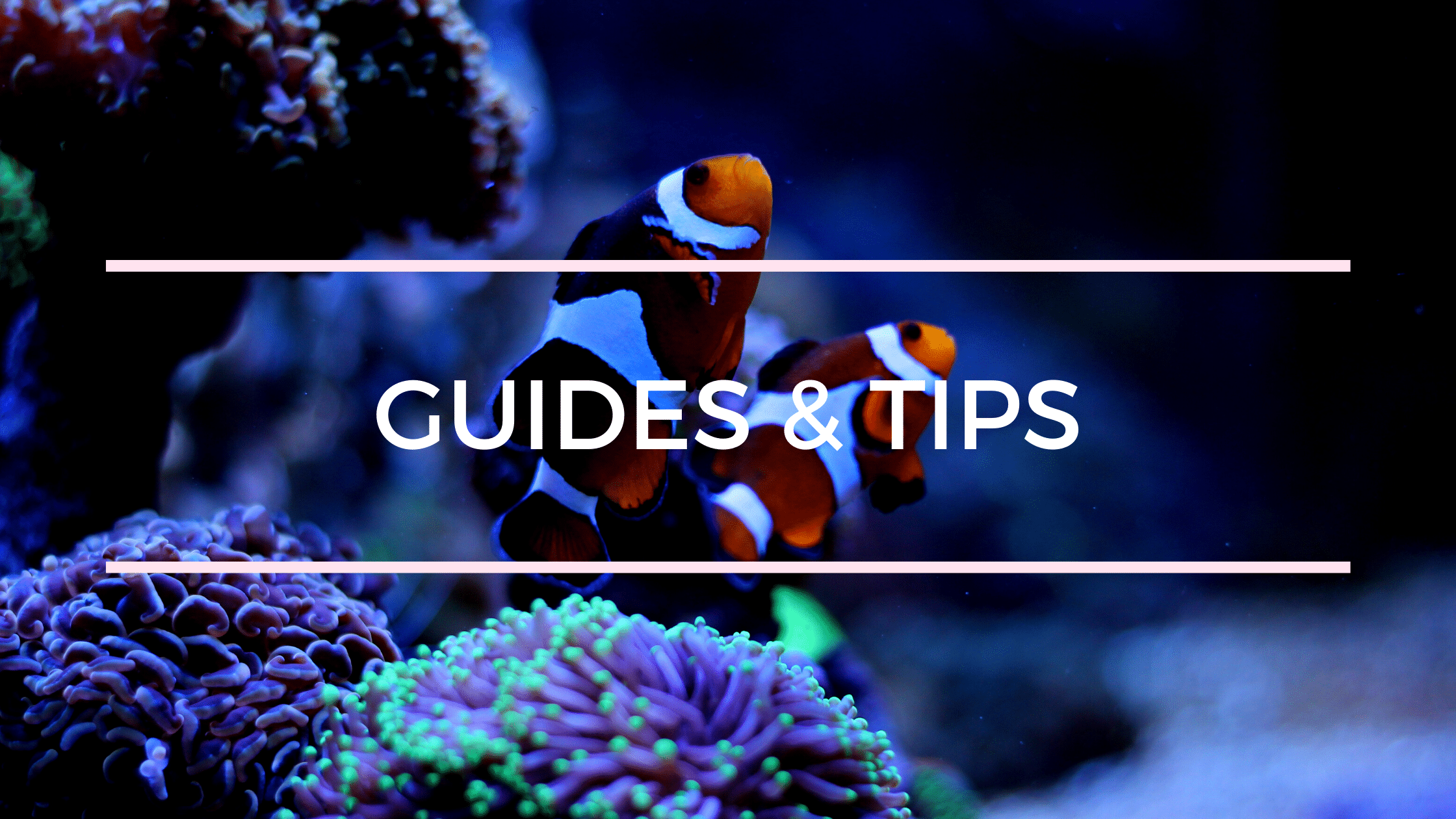 Reef aquarium guides and tips