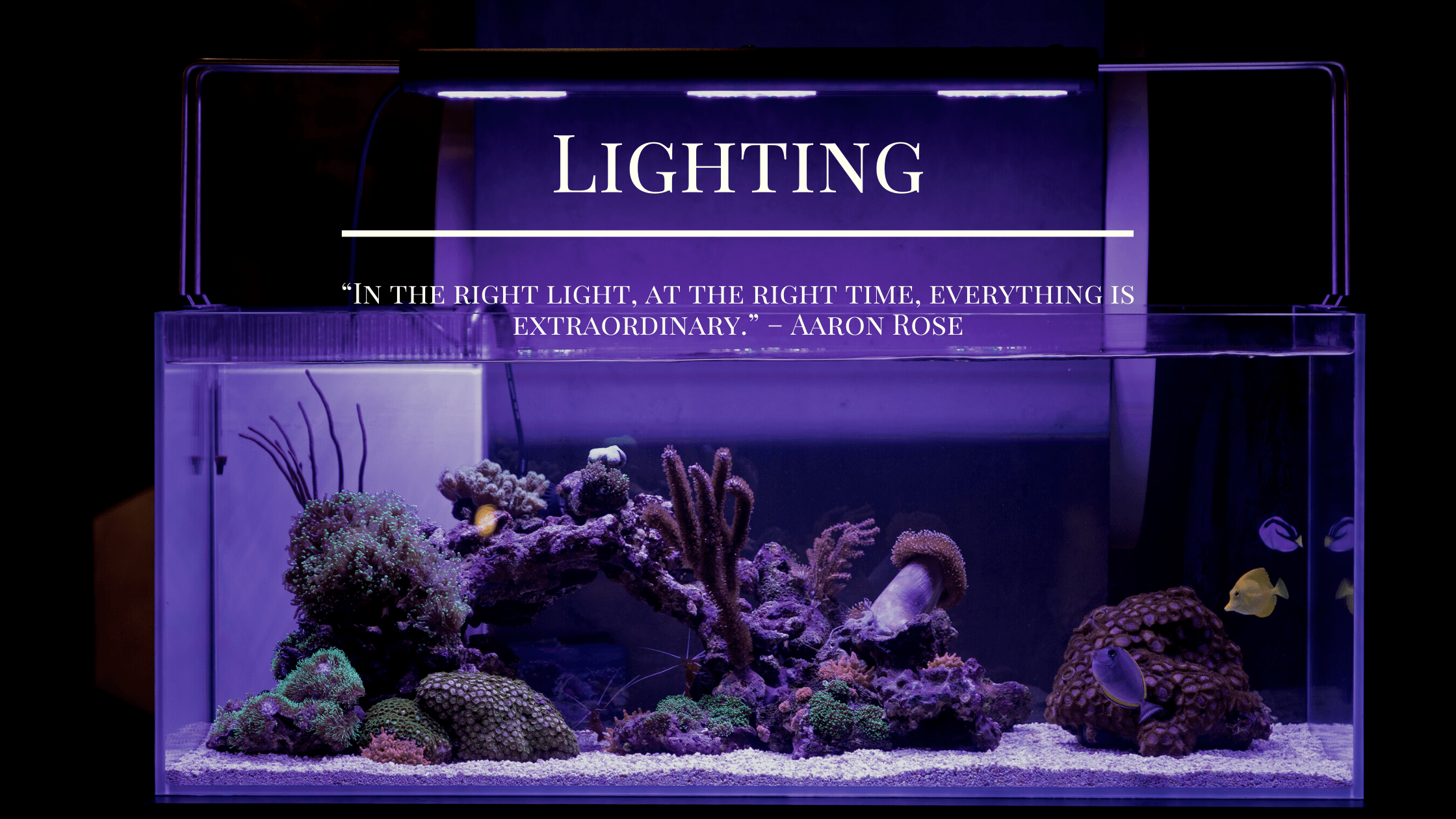 Reef Lighting