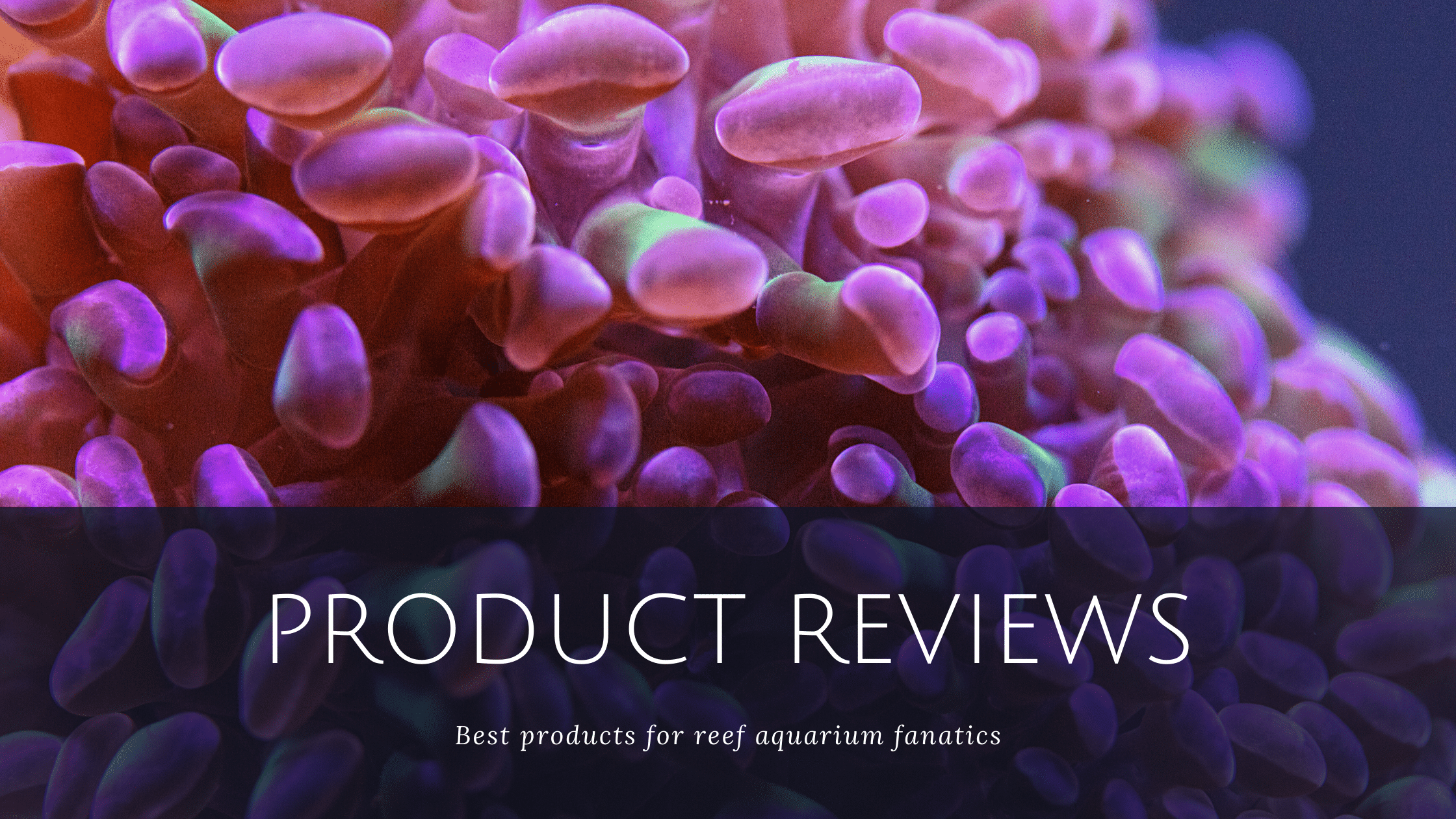 Reef Aquarium Product Reviews